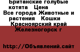 Британские голубые котята › Цена ­ 5 000 - Все города Животные и растения » Кошки   . Красноярский край,Железногорск г.